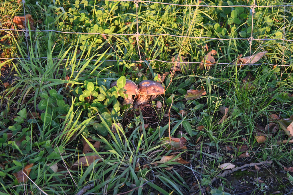 Leccinum scabrum · April 2025 · photo: © jon_sullivan (iNaturalist, cc-by)