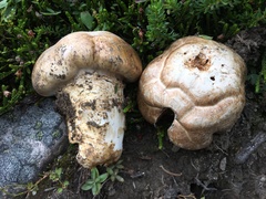 Catathelasma