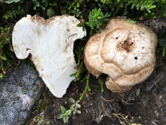 Catathelasma