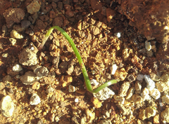 Thelymitra matthewsii