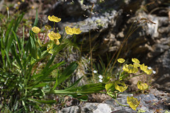 Bupleurum stellatum