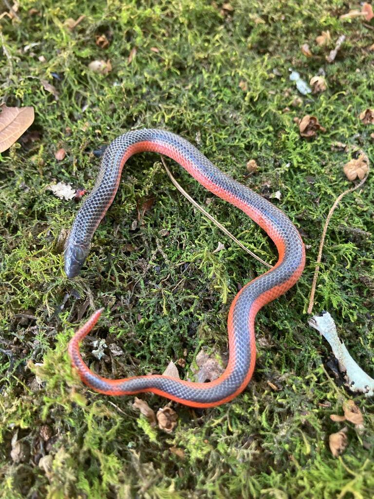 Geophis cansecoi