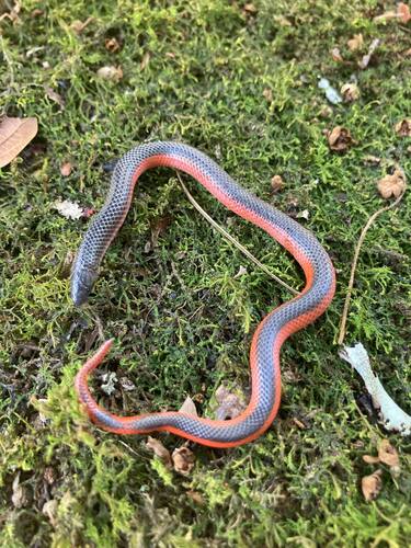 Geophis cansecoi