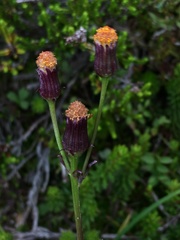 Packera pauciflora