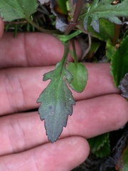 Packera pauciflora