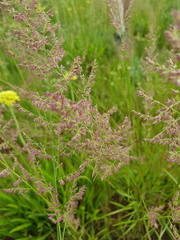 Eragrostis gummiflua