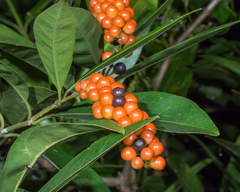 Citharexylum caudatum