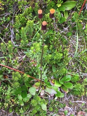 Packera pauciflora