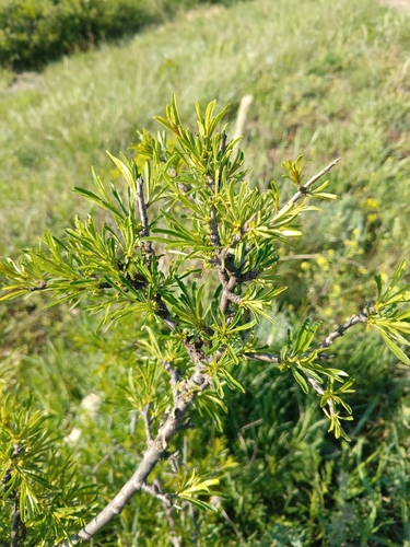 Image of Rhamnus erythroxyloides by (c) Maria Kohanovskaya, some rights reserved (CC BY)