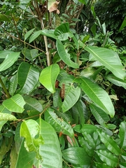 Syzygium grande, photograph (c) grass_0, some rights reserved (CC BY)