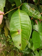 Syzygium grande, photograph (c) grass_0, some rights reserved (CC BY)