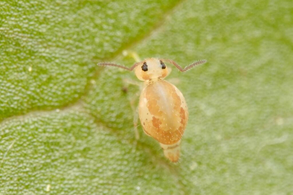Heterosminthurus bilineatus