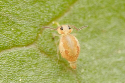 Heterosminthurus bilineatus