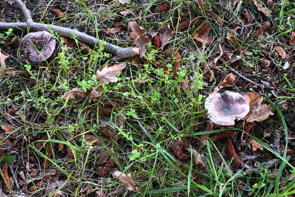 Russula ionochlora · April 2025 · photo: © jon_sullivan (iNaturalist, cc-by)