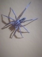 Sanogasta