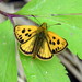 Northern Chequered Skipper - Photo (c) Algirdas, some rights reserved (CC BY-SA)