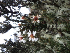 Diplostephium sagasteguii