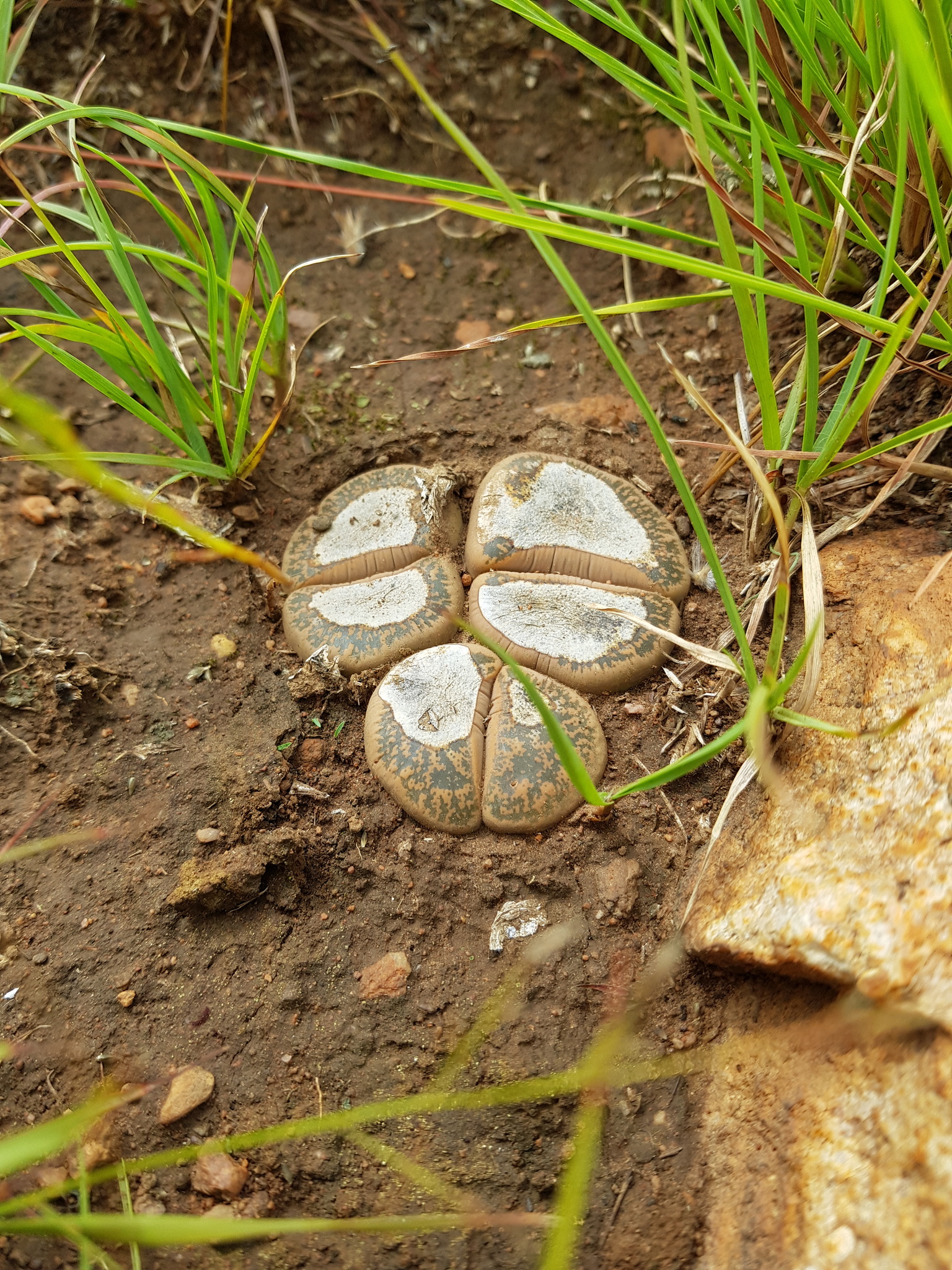Lithops lesliei var. luteoviridis de Boer