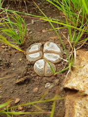 Lithops lesliei
