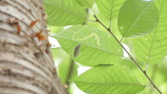 Agromyza alnibetulae