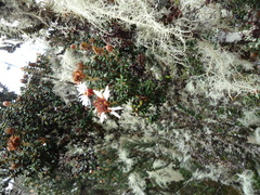 Diplostephium sagasteguii