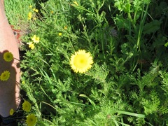 Cotula duckittiae