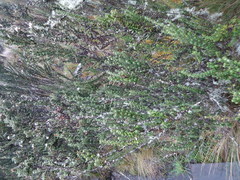 Diplostephium sagasteguii