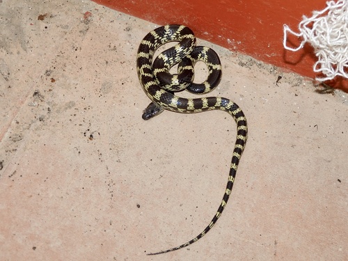 Travancore Wolf Snake