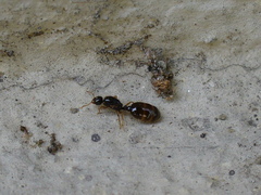 Solenopsis fugax