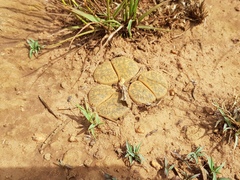 Lithops lesliei