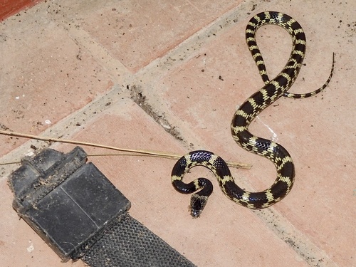 Travancore Wolf Snake