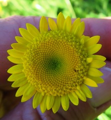 Cotula duckittiae