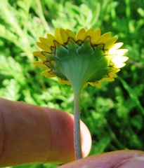 Cotula duckittiae