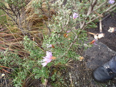 Diplostephium oblanceolatum