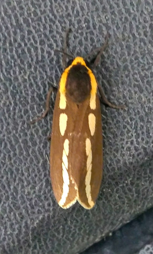 Nannoarctia himalayana