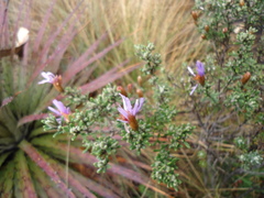 Diplostephium oblanceolatum