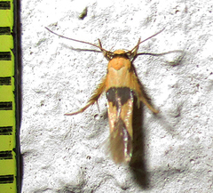 Stathmopodidae