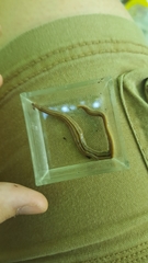 Bipalium pennsylvanicum