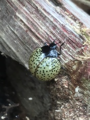 Aegithus burmeisteri