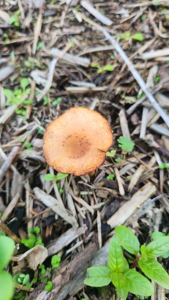 Leratiomyces ceres · April 2025 · photo: © squidney8 (iNaturalist, cc0)