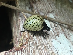 Aegithus burmeisteri