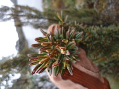Miconia salicifolia