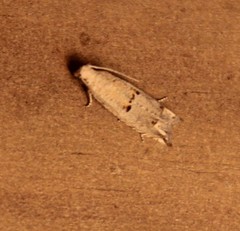 Epiblema grossbecki