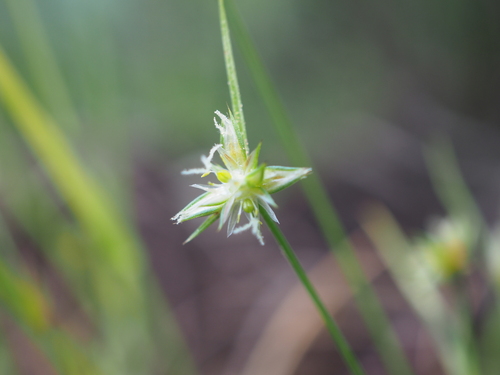 Image of Juncus capitatus by (c) Augustin Soulard, some rights reserved (CC BY)