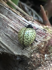 Aegithus burmeisteri