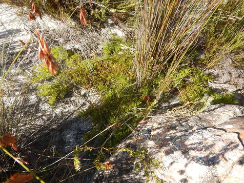 Fine Spiderhead (Serruria gracilis)
