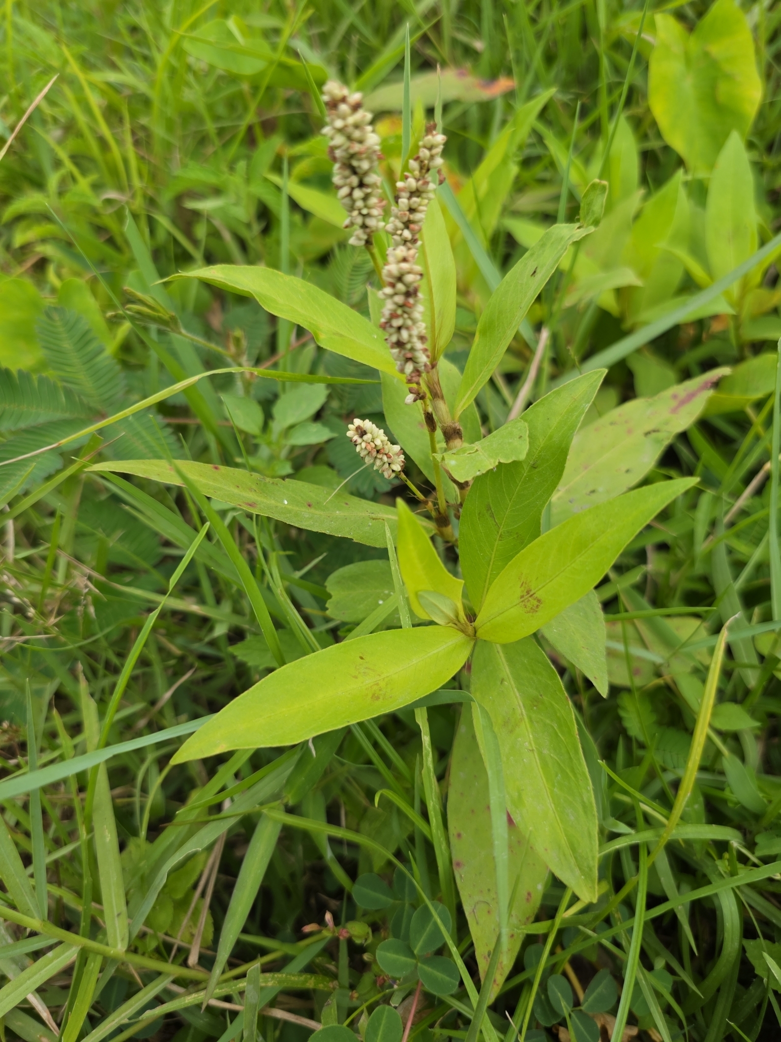 Persicaria barbata (Persicaria barbata)