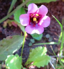 Diascia diffusa