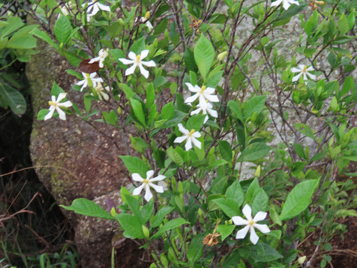 Gardenia jasminoides