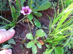 Diascia diffusa